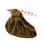 uzuranoyuzu（個別スタンプ：6）