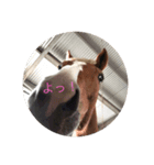 Master Horse ＆ Miley（個別スタンプ：2）