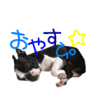 ボステリももちゃん♡日常スタンプ（個別スタンプ：27）