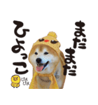 柴犬ヤン君 ハマヤン3（個別スタンプ：1）