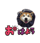 柴犬ヤン君 ハマヤン3（個別スタンプ：2）
