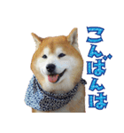 柴犬ヤン君 ハマヤン3（個別スタンプ：4）
