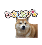 柴犬ヤン君 ハマヤン3（個別スタンプ：5）