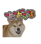 柴犬ヤン君 ハマヤン3（個別スタンプ：6）