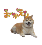 柴犬ヤン君 ハマヤン3（個別スタンプ：7）