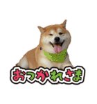 柴犬ヤン君 ハマヤン3（個別スタンプ：8）