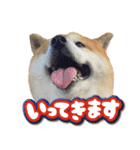 柴犬ヤン君 ハマヤン3（個別スタンプ：9）