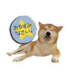 柴犬ヤン君 ハマヤン3（個別スタンプ：10）