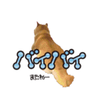 柴犬ヤン君 ハマヤン3（個別スタンプ：11）