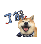 柴犬ヤン君 ハマヤン3（個別スタンプ：12）