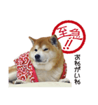 柴犬ヤン君 ハマヤン3（個別スタンプ：13）