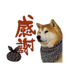 柴犬ヤン君 ハマヤン3（個別スタンプ：14）