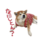 柴犬ヤン君 ハマヤン3（個別スタンプ：15）