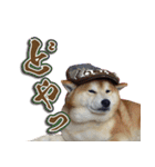 柴犬ヤン君 ハマヤン3（個別スタンプ：16）