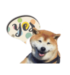 柴犬ヤン君 ハマヤン3（個別スタンプ：17）