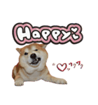 柴犬ヤン君 ハマヤン3（個別スタンプ：19）
