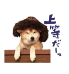 柴犬ヤン君 ハマヤン3（個別スタンプ：20）