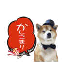 柴犬ヤン君 ハマヤン3（個別スタンプ：21）