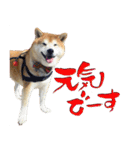 柴犬ヤン君 ハマヤン3（個別スタンプ：24）