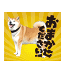 柴犬ヤン君 ハマヤン3（個別スタンプ：25）