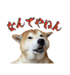 柴犬ヤン君 ハマヤン3（個別スタンプ：26）