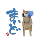 柴犬ヤン君 ハマヤン3（個別スタンプ：28）