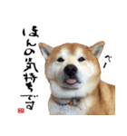 柴犬ヤン君 ハマヤン3（個別スタンプ：29）