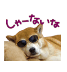 柴犬ヤン君 ハマヤン3（個別スタンプ：30）