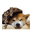 柴犬ヤン君 ハマヤン3（個別スタンプ：31）