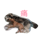 Crazy Husky（個別スタンプ：2）