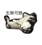 Crazy Husky（個別スタンプ：5）