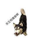 Crazy Husky（個別スタンプ：6）