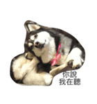 Crazy Husky（個別スタンプ：8）