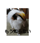 リル色日和（個別スタンプ：11）