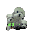 RUIとGINとTETU。（個別スタンプ：3）