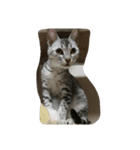 オシキャットのどらちゃん（個別スタンプ：1）