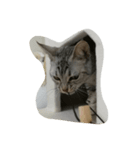 オシキャットのどらちゃん（個別スタンプ：6）