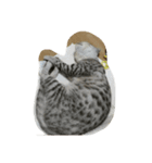 オシキャットのどらちゃん（個別スタンプ：8）
