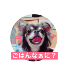 チワワのしーたん（個別スタンプ：1）