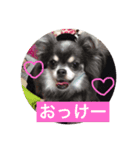 チワワのしーたん（個別スタンプ：2）