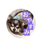 チワワのしーたん（個別スタンプ：4）
