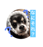 チワワのしーたん（個別スタンプ：5）