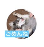 チワワのしーたん（個別スタンプ：6）