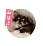 チワワのしーたん（個別スタンプ：7）