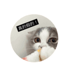 cat faces smile（個別スタンプ：1）