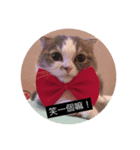 cat faces smile（個別スタンプ：2）