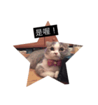 cat faces smile（個別スタンプ：3）