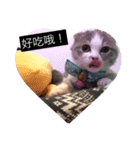 cat faces smile（個別スタンプ：5）