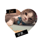 cat faces smile（個別スタンプ：6）