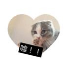 cat faces smile（個別スタンプ：7）